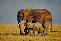 African elephant mother with calf. (Loxodonta africana) East Africa