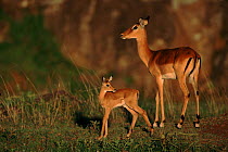 Imapla with young fawn, East Africa