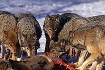 Grey wolf {Canis lupus} pack feeding on White  tailed deer carcass, captive, Canada Wolf Reserve