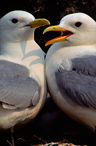 Kittiwake pair at nest, Canada, St. Lawrence Gulf