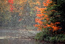 Early snow in autumn. Michigan, USA