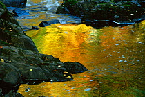 Autumn tree colours reflected in river, Michigan, USA