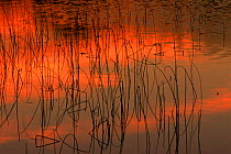 Reeds reflected in pond at sunset, Lake Henrietta, Wisconsin, USA