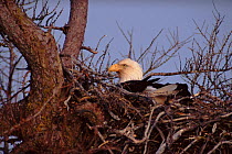 Female Bald Eagle sitting on eggs, Anticosti Island, Canada