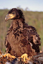 American Bald Eagle chick, Anticosti Island, Canada
