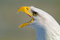 American Bald Eagle portrait. (Haliaeetus leucocephalus) beak open - rehab centre, Canada