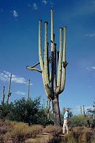 Sir David Attenborough surveys Saguaro cactus in Arizona, USA, while on location for BBC television series 'The Private Life of Plants' 1995