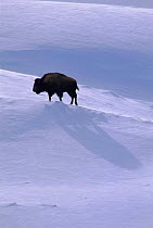 Bison in snow, Yellowstone NP, Wyoming, USA.