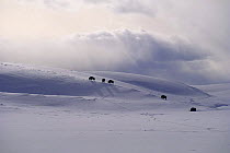 Bison (Bison bison) grazing on hill in snow, Hayden Valley, Yellowstone NP, Wyoming, USA