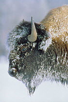 Bison head portrait covered in snow. (Bison bison) Yellowstone NP.