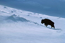 Bison in snow, Wyoming, USA. (Bison bison) Yellowstone NP.