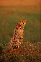 Cheetah portrait, Masia Mara, Kenya