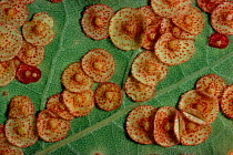 Common spangle galls on oak leaf caused by Wasp (Neuroterus quercusbaccarum). Scotland, UK, Europe