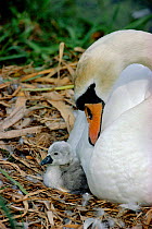 Mute swan female at nest with newly hatched chick (Cygnus olor) England, UK