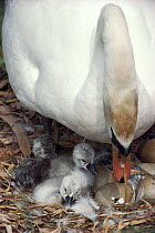 Mute swan female with newly hatched chicks, England