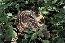Fallow deer fawn lies camouflaged in nettles. England