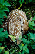 Fallow deer fawn asleep (Dama dama) England