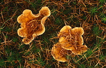 Chanterelle mushroomts (Cantharellus cibarius) on  Polytrichum moss Scotland