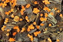 Slime moulds (Myxomycetes) on chain saw wood chippings, UK