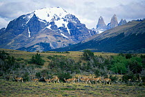 Guanaco herd (Lama guanicoe) Torres del Paine NP, Chile, South America