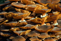 Honey mushroom (Armillaria mellea). UK, Europe