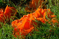 Orange peel fungi (Aleuria aurantia). UK, Europe