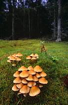 Sulphur tuft fungi (Hypholoma fasciculare)