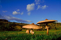 Parasol mushroom (Macrolepiota procera). UK, Europe