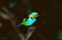 Green headed tanager (Tangara seledon) Itatiaia NP, Brazil