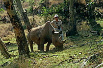 Anna Merz with Black Rhinoceros "Samia" {Diceros bicornis} Lewa Downs, Kenya