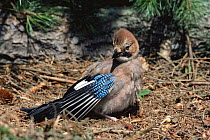 Jay "anting" in forest (Garrulus glandarius), formic acid sprayed by ants may help kill parasites living in feathers, Devon, UK