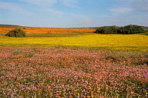 Desert flowers blooming in the spring, Namaqualand, South Africa.