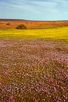 Annual spring flower bloom in Namaqualand after rains have been, South Africa