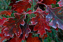 Frost on Oak leaves (Quercus sp.). USA
