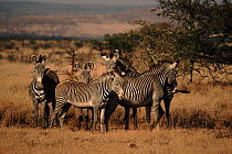 Grevy's Zebra group, Lewa Downs, Kenya.