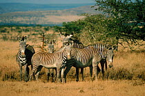 Grevy's zebra group. Lewa Downs, Kenya, East Africa