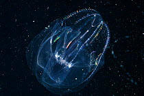 Comb jelly swimming (Ctenophora).