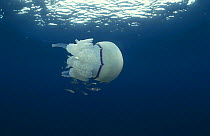 Jellyfish with symbiotic fishes (Rhizostoma pulmo) Mediterranean