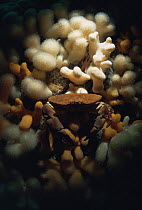 Edible crab in soft corals. (Cancer pagurus) North Atlantic