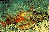 Scorpionfish / Devil Stinger (Inimicus sp) Indonesia Filament-finned stinger