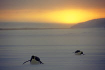 Two Emperor penguins (Aptenodytes forsteri) toboganning, Weddell Sea, Antarctica