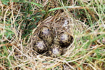 Snipe eggs {Gallinago gallinago} in nest on ground, Outer Hebrides, Scotland.