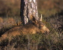Moose (Alces alces) calf resting amongst scrub, Sweden