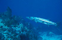 Great Barracuda (Sphyraena barracuda) Caribbean.
