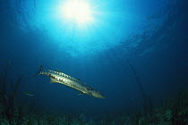 Great Barracuda {Sphyraena barracuda} Caribbean