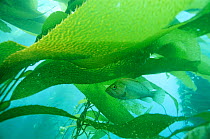 Island Kelpfish swimming amongst giant kelp, USA.