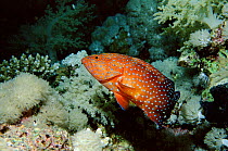 Coral Hind (Grouper) on coral reef, Red Sea