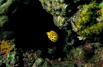 Yellow boxfish juvenile (Ostracion cubicus). Red sea.