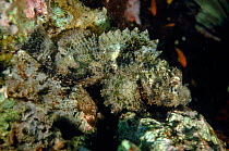 Common scorpionfish (Scorpaenopsis gibbosa). Red Sea