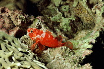 Nocturnal Scorpionfish, Red Sea.